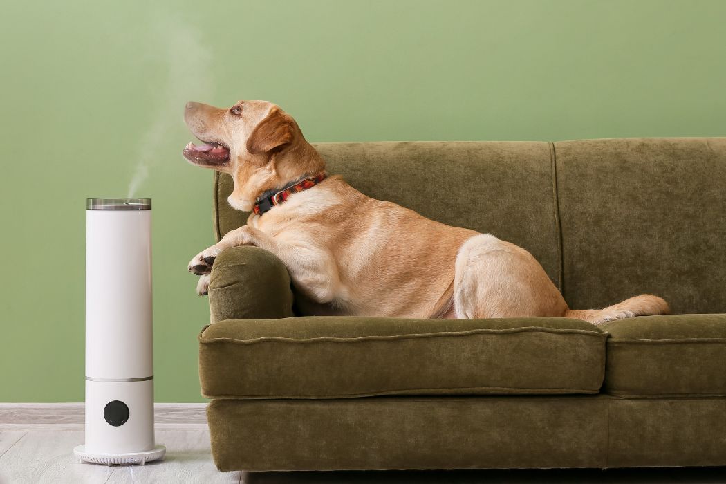 Oczyszczacz powietrza a zapachy domowe